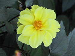 Dalina Midi Sumatra Dahlia (Dahlia 'Dafire') at Lakeshore Garden Centres
