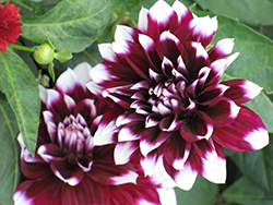 Mystery Day Dahlia (Dahlia 'Mystery Day') at Lakeshore Garden Centres