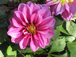 Dalina Midi Fiji Dahlia (Dahlia 'Dato') at Lakeshore Garden Centres
