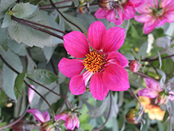 Dreamy Nights Dahlia (Dahlia 'Dreamy Nights') at Lakeshore Garden Centres