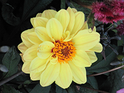 Temptation Yellow Dahlia (Dahlia 'Temptation Yellow') at Lakeshore Garden Centres