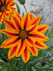 Big Kiss Orange Flame Gazania (Gazania 'Big Kiss Orange Flame') at Lakeshore Garden Centres