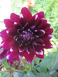 Mystery Day Dahlia (Dahlia 'Mystery Day') at Lakeshore Garden Centres
