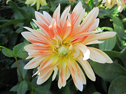 Happy Butterfly Dahlia (Dahlia 'Happy Butterfly') at Lakeshore Garden Centres