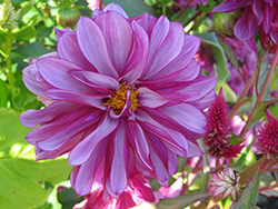 Dalina Midi Malaysia Dahlia (Dahlia 'Danul') at Lakeshore Garden Centres
