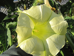 Jamaica Yellow Angel's Trumpet (Brugmansia 'Jamaica Yellow') at Lakeshore Garden Centres