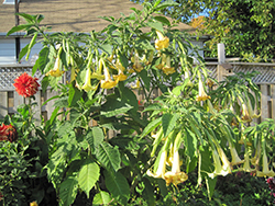 Jamaica Yellow Angel's Trumpet (Brugmansia 'Jamaica Yellow') at Lakeshore Garden Centres