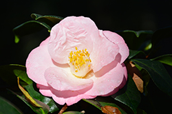 Berenice Boddy Camellia (Camellia japonica 'Berenice Boddy') at Lakeshore Garden Centres