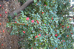 Dixie Knight Camellia (Camellia japonica 'Dixie Knight') at Lakeshore Garden Centres
