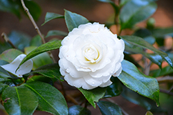 Alba Plena Camellia (Camellia japonica 'Alba Plena') at Lakeshore Garden Centres