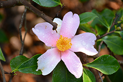 Yume Camellia (Camellia 'Yume') at Lakeshore Garden Centres