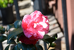 Betty Sette Camellia (Camellia japonica 'Betty Sette') at Lakeshore Garden Centres