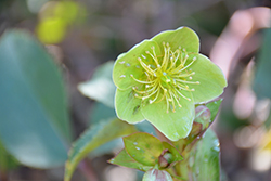 Corsican Hellebore (Helleborus argutifolius) at Lakeshore Garden Centres