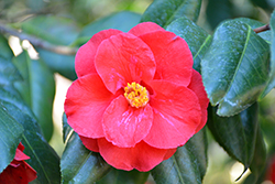 Moshio Camellia (Camellia japonica 'Moshio') at Lakeshore Garden Centres