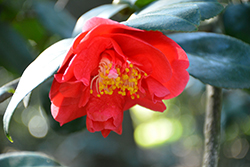 Conflagration Camellia (Camellia japonica 'Conflagration') at Lakeshore Garden Centres