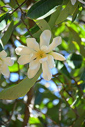 Sweet Michelia Magnolia (Magnolia doltsopa) at Lakeshore Garden Centres