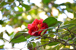 Ville de Nantes Red Camellia (Camellia japonica 'Ville de Nantes Red') at Lakeshore Garden Centres