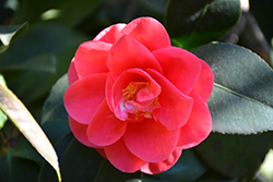 Covina Camellia (Camellia japonica 'Covina') at Lakeshore Garden Centres