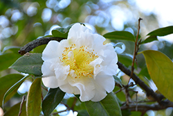 Grand Finale Camellia (Camellia japonica 'Grand Finale') at Lakeshore Garden Centres