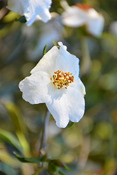 Cuspidata Camellia (Camellia cuspidata) at Lakeshore Garden Centres