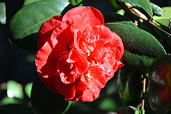 Dixie Knight Camellia (Camellia japonica 'Dixie Knight') at Lakeshore Garden Centres