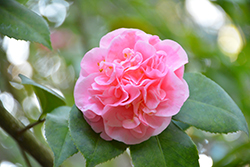 Debutante Camellia (Camellia 'Debutante') at Lakeshore Garden Centres