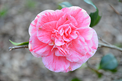 Kick Off Camellia (Camellia japonica 'Kick Off') at Lakeshore Garden Centres