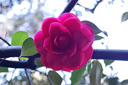 Grand Sultan Camellia (Camellia japonica 'Grand Sultan') at Lakeshore Garden Centres