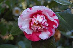 Gigantea Camellia (Camellia japonica 'Gigantea') at Lakeshore Garden Centres