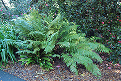 Giant Chain Fern (Woodwardia fimbriata) at Lakeshore Garden Centres