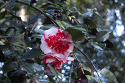 Gigantea Camellia (Camellia japonica 'Gigantea') at Lakeshore Garden Centres