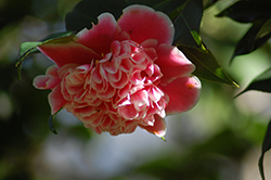 Tama Bambino Camellia (Camellia japonica 'Tama Bambino') at Lakeshore Garden Centres