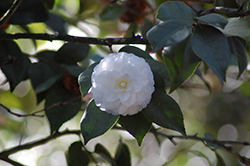 Sea Foam Camellia (Camellia japonica 'Sea Foam') at Lakeshore Garden Centres