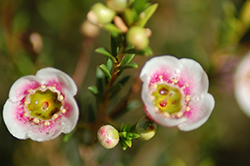 Matilda Waxflower (Chamelaucium 'Matilda') at Lakeshore Garden Centres