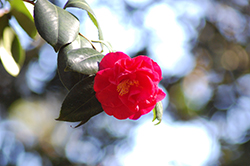 Conflagration Camellia (Camellia japonica 'Conflagration') at Lakeshore Garden Centres