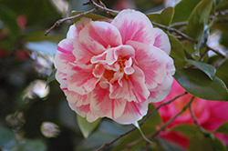 Herme Camellia (Camellia japonica 'Herme') at Lakeshore Garden Centres