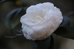 Elizabeth Camellia (Camellia japonica 'Elizabeth') at Lakeshore Garden Centres