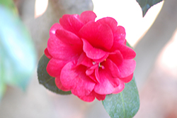 Laura Neill Camellia (Camellia japonica 'Laura Neill') at Lakeshore Garden Centres