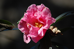 Winter's Joy Camellia (Camellia 'Winter's Joy') at Lakeshore Garden Centres