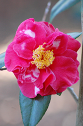Guilio Nuccio Variegated Camellia (Camellia japonica 'Guilio Nuccio Variegated') at Lakeshore Garden Centres