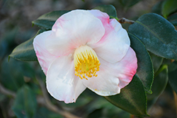 Moonstruck Camellia (Camellia 'Moonstruck') at Lakeshore Garden Centres