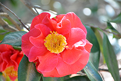 Guilio Nuccio Camellia (Camellia japonica 'Guilio Nuccio') at Lakeshore Garden Centres