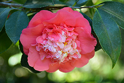 Elegans Camellia (Camellia japonica 'Elegans') at Lakeshore Garden Centres