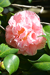 Carter's Sunburst Camellia (Camellia japonica 'Carter's Sunburst') at Lakeshore Garden Centres