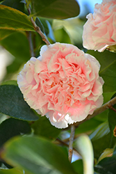 Hawaii Camellia (Camellia japonica 'Hawaii') at Lakeshore Garden Centres