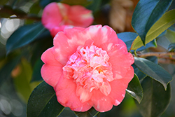 Elegans Miniata Camellia (Camellia japonica 'Elegans Miniata') at Lakeshore Garden Centres