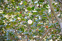 White Perfection Camellia (Camellia japonica 'White Perfection') at Lakeshore Garden Centres