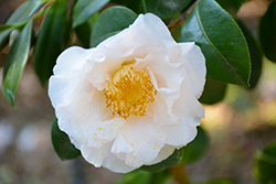 Finlandia Blush Camellia (Camellia japonica 'Finlandia Blush') at Lakeshore Garden Centres