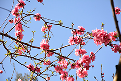 Early Pink Ornamental Peach (Prunus persica 'Early Pink') at Lakeshore Garden Centres