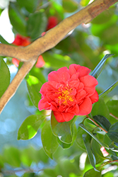 Letitia Schrader Camellia (Camellia japonica 'Letitia Schrader') at Lakeshore Garden Centres